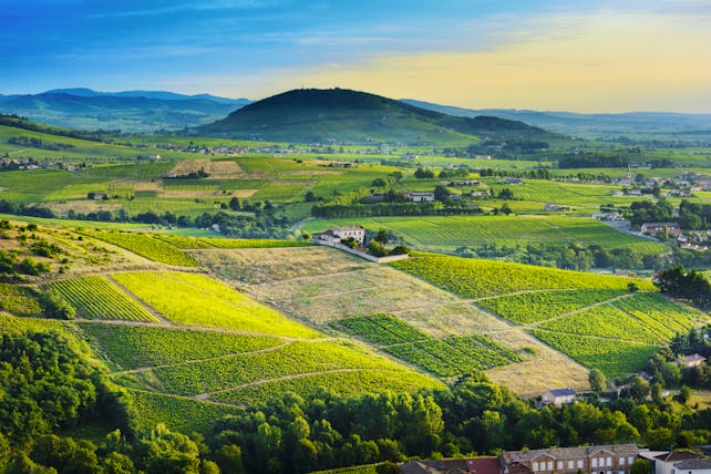View of vineyards of Brouilly in Rhone valley in early morning light