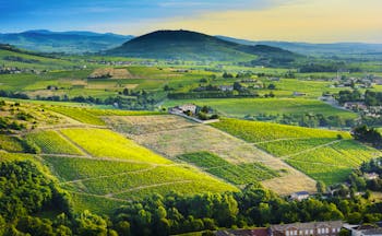 View of vineyards of Brouilly in Rhone valley in early morning light