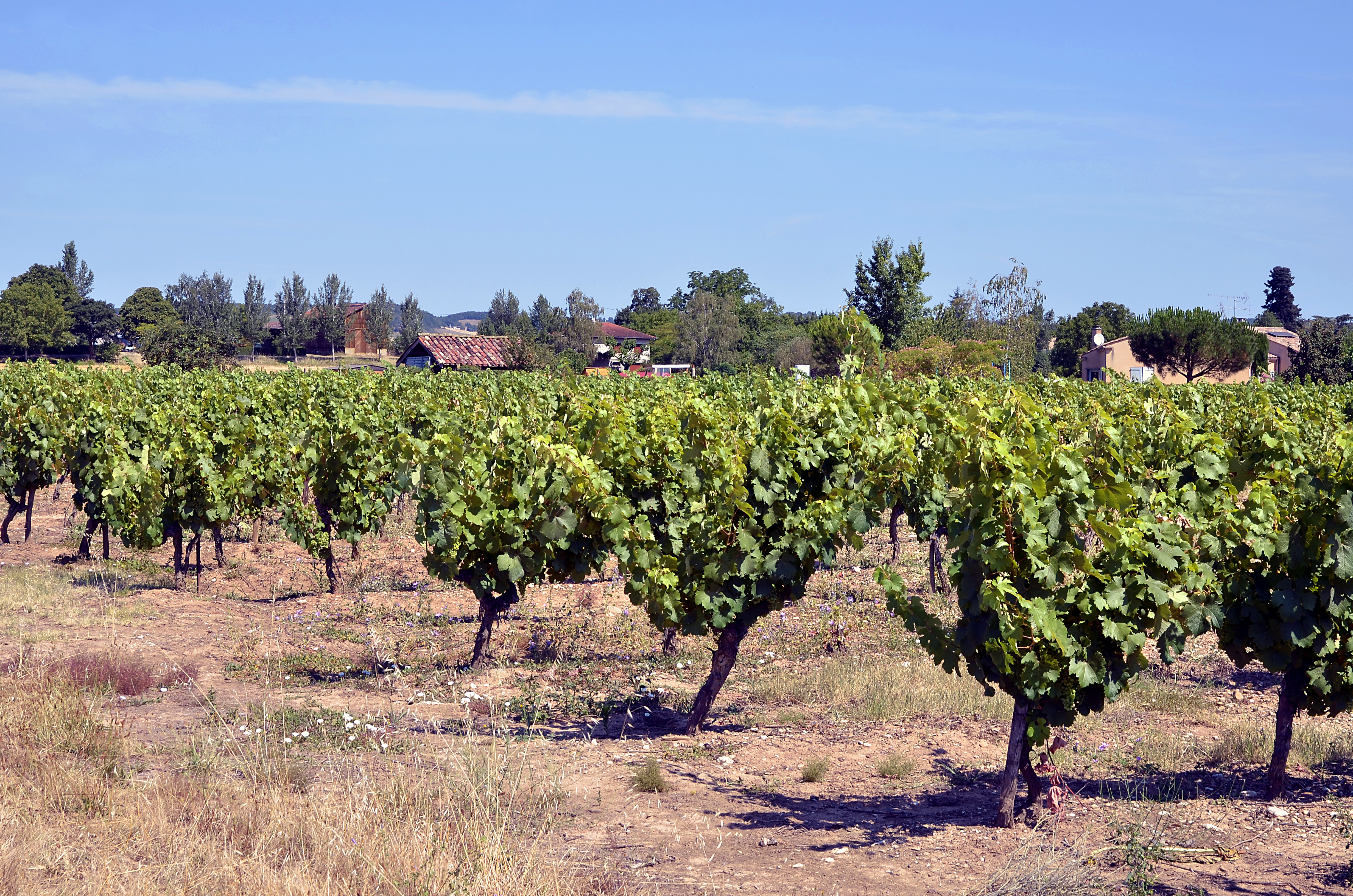 Vines with leaves on plants in dry field in the Gaillac region of the Tarn