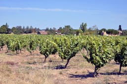 Vines with leaves on plants in dry field in the Gaillac region of the Tarn