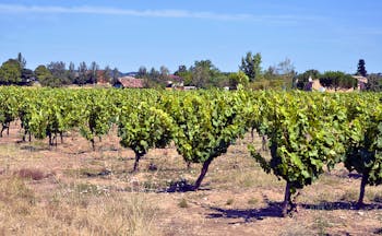 Vines with leaves on plants in dry field in the Gaillac region of the Tarn
