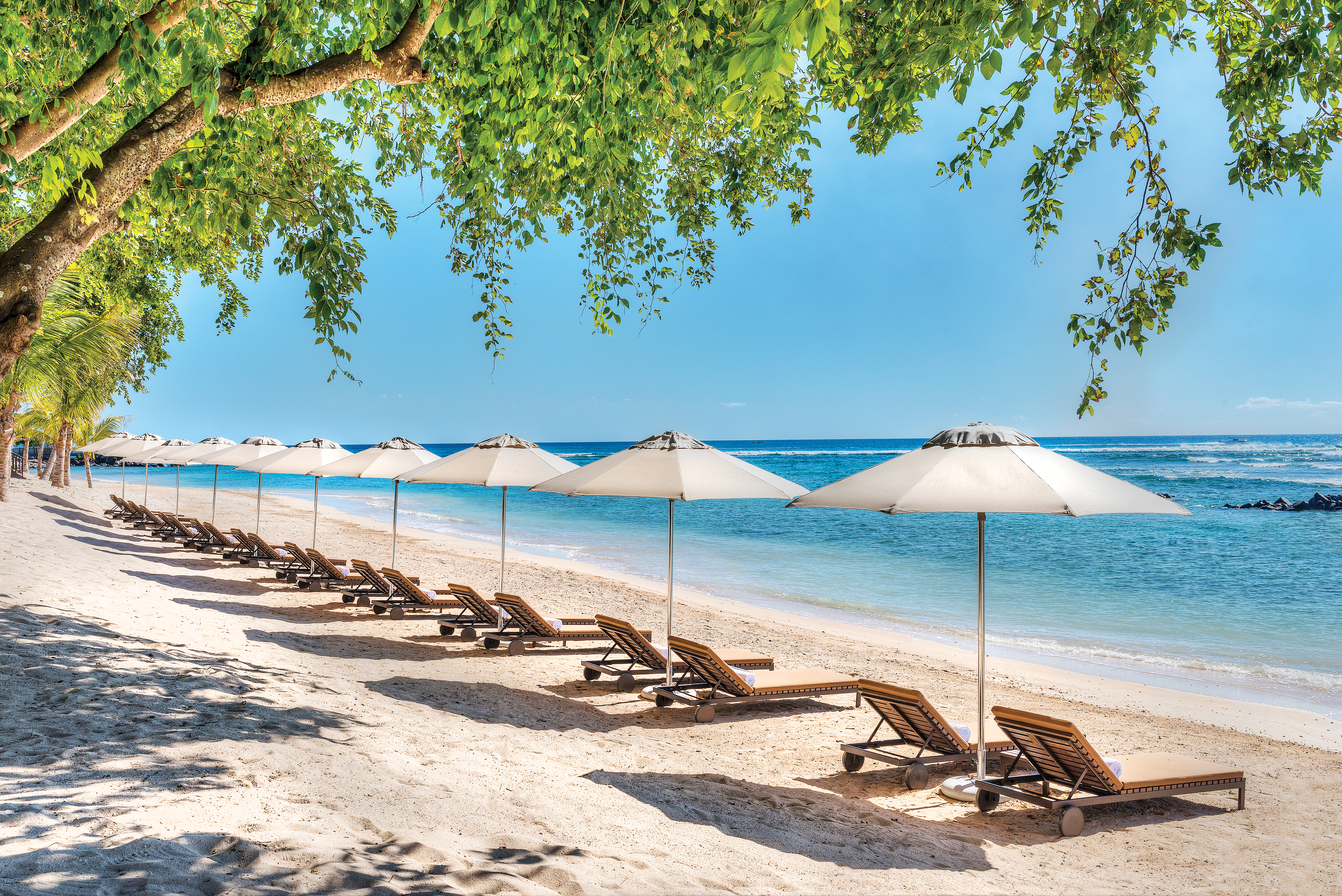 Beach with trees hanging over, sun loungers on the sand near the sea and white umbrellas