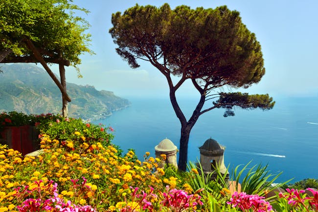 Two umbrella pines on hillside overlooking sea in Ravellao with church towers and yellow flowers in front
