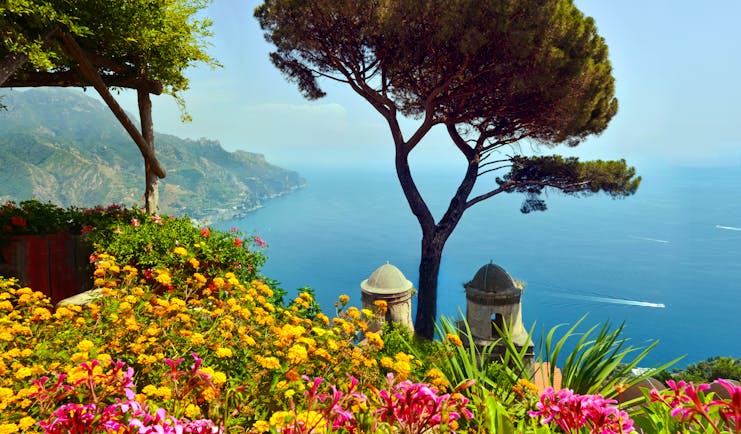 Two umbrella pines on hillside overlooking sea in Ravellao with church towers and yellow flowers in front