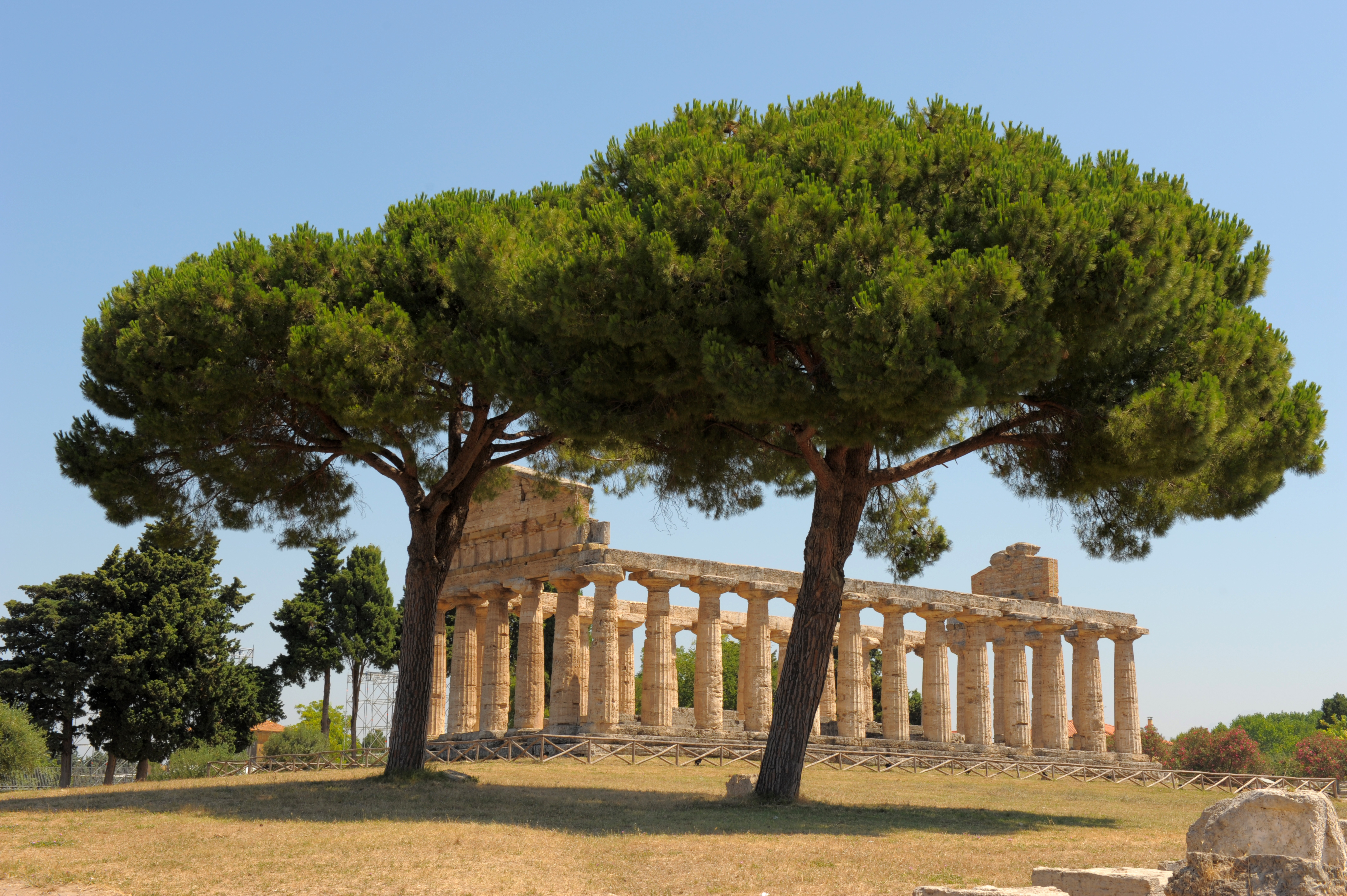 Ruined Greco-Roman temple at Paestum with columns intact and umbrella pines