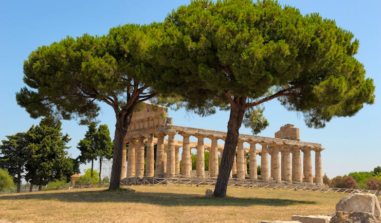 Ruined Greco-Roman temple at Paestum with columns intact and umbrella pines