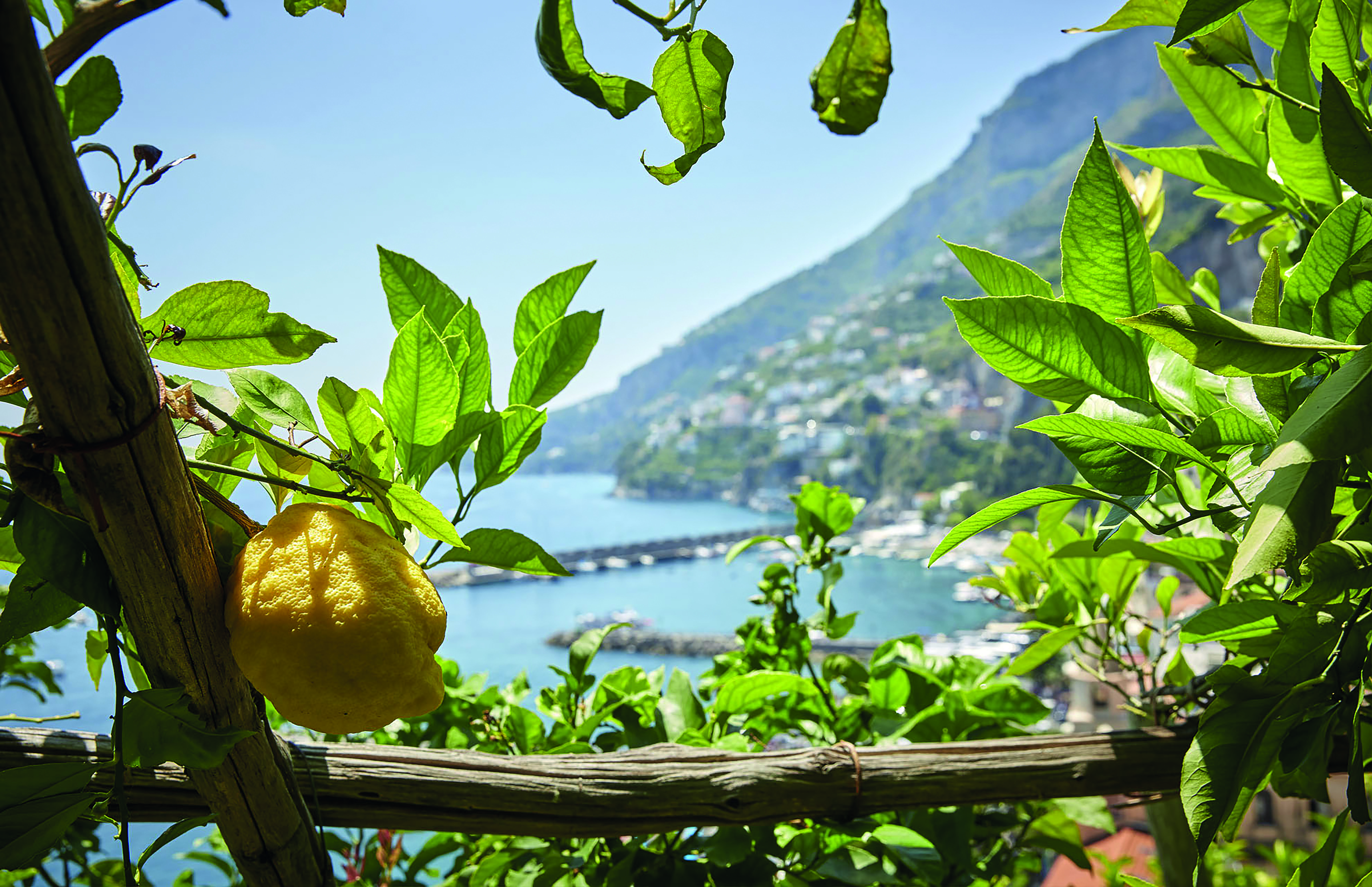 Hotel Caruso Amalfi Coast lemon growing on tree beach and mountainside in the background