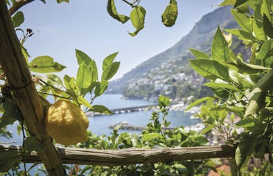 Hotel Caruso Amalfi Coast lemon growing on tree beach and mountainside in the background