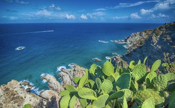 Cactus on the cliffs overlooking the emerald sea at Capo Vaticano in Calabria