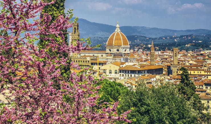 Springtime wisteria in foreground overlooking city of Florence with dome of the cathedral centrepoint