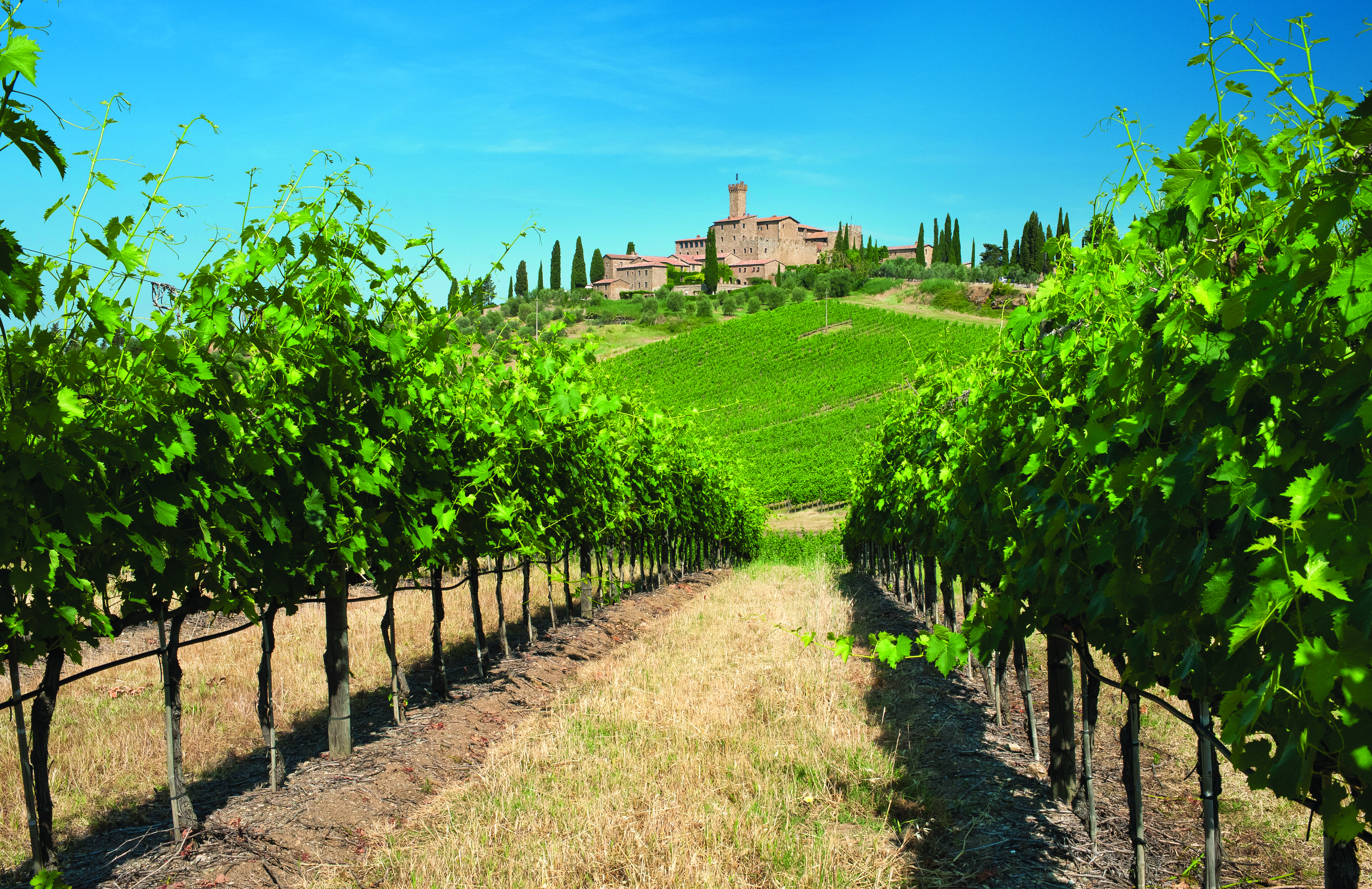 Castle on hill above rows of vines in southern Tuscany