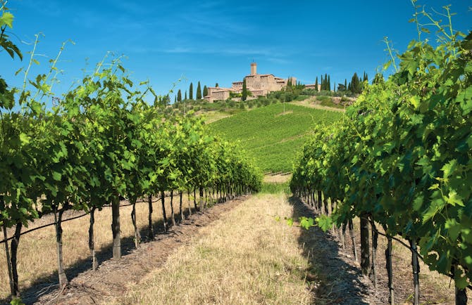 Castle on hill above rows of vines in southern Tuscany