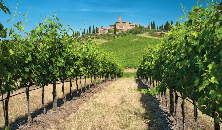 Castle on hill above rows of vines in southern Tuscany