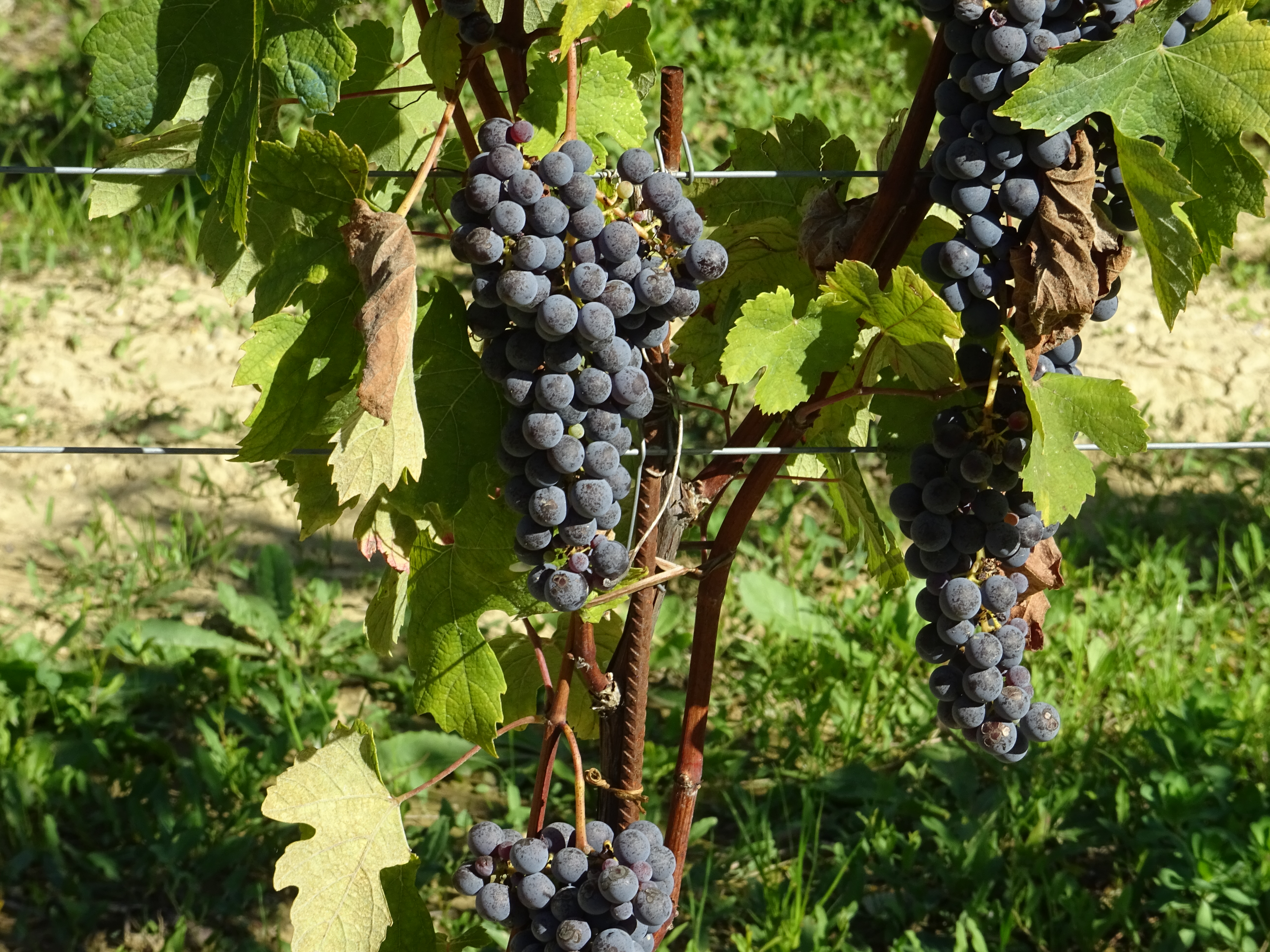 Black grapes on Nebbiolo vines