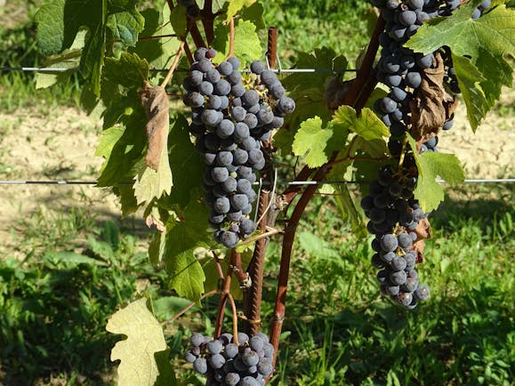 Black grapes on Nebbiolo vines