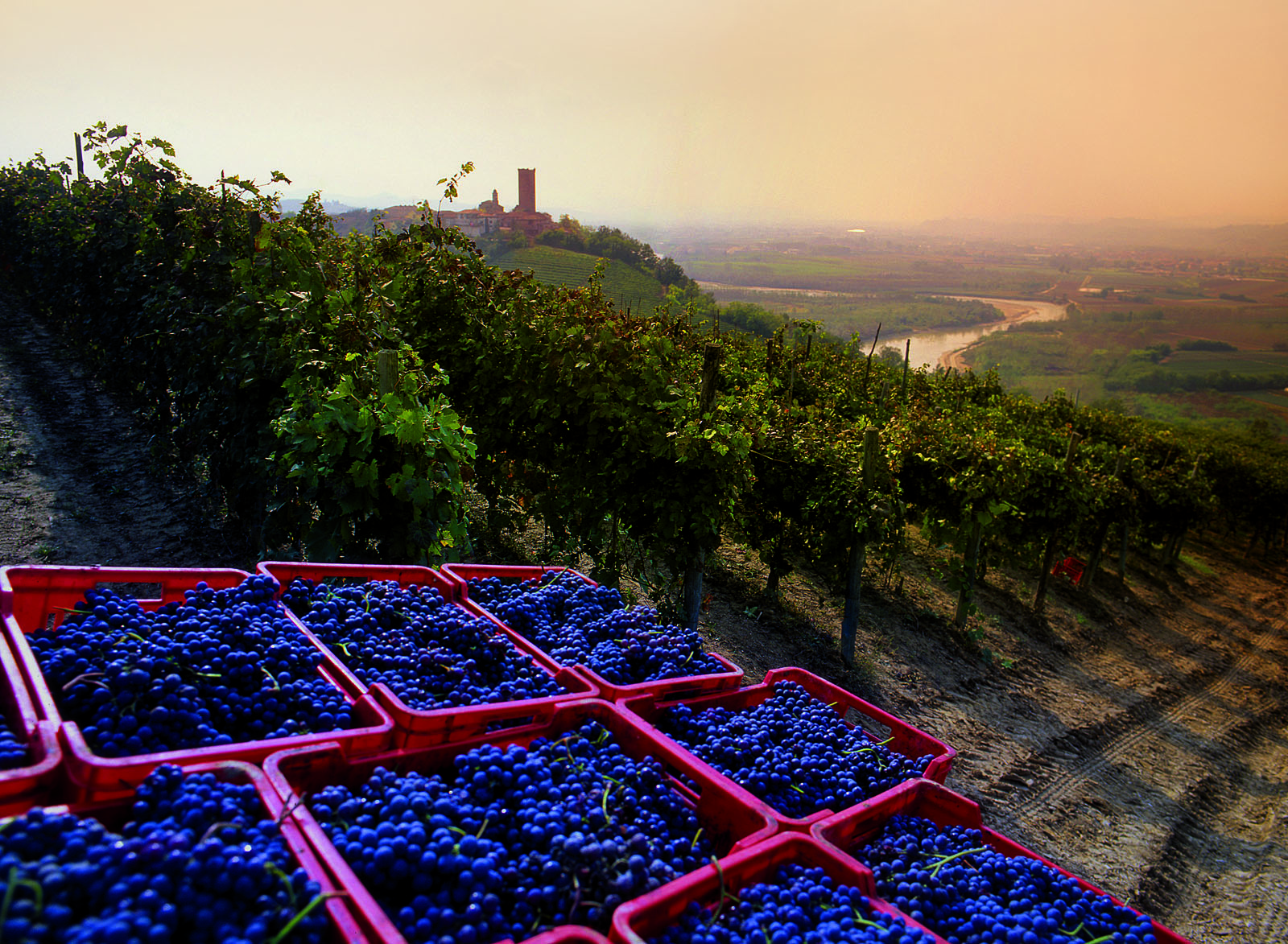 Black blue grapes in red crates at sunset after having been picked in Piemonte