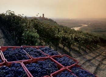 Black blue grapes in red crates at sunset after having been picked in Piemonte