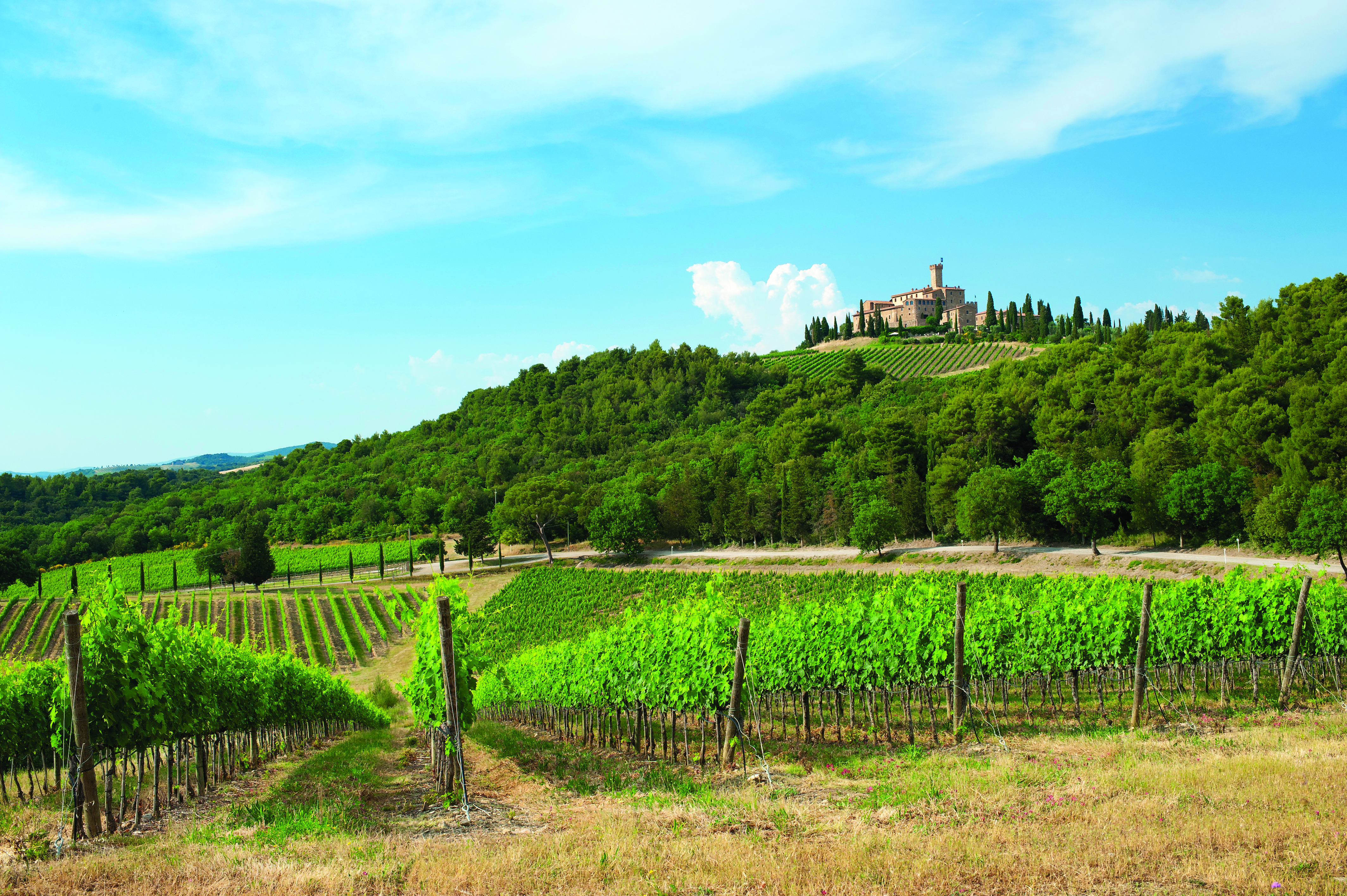 Rows of green vines with castle on top of hill near Montalcino