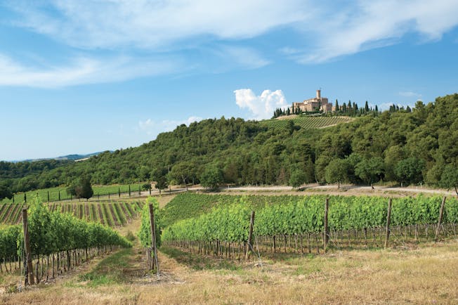 Rows of green vines with castle on top of hill near Montalcino