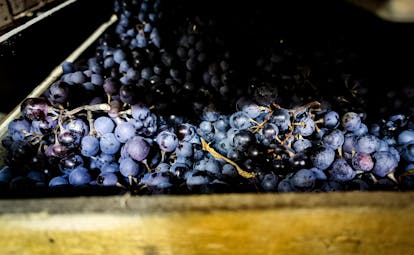 Veneto wine black grapes