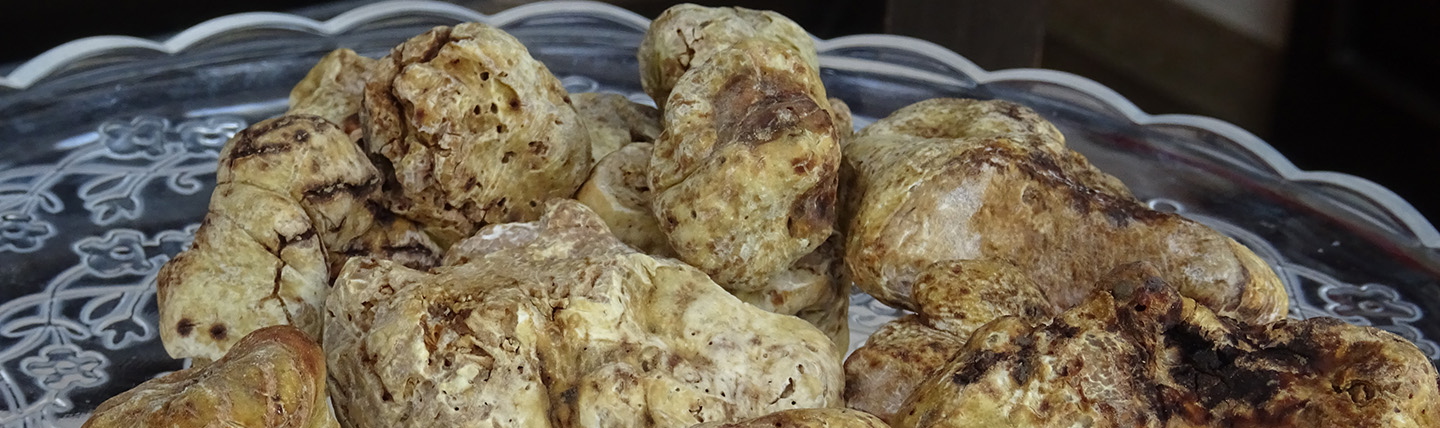 Bulbous white truffles on a plate