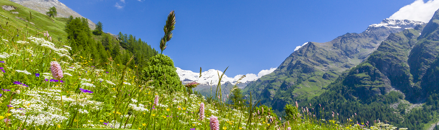 Mountain pastures with coloured flowers and grey mountains with bits of snow on top