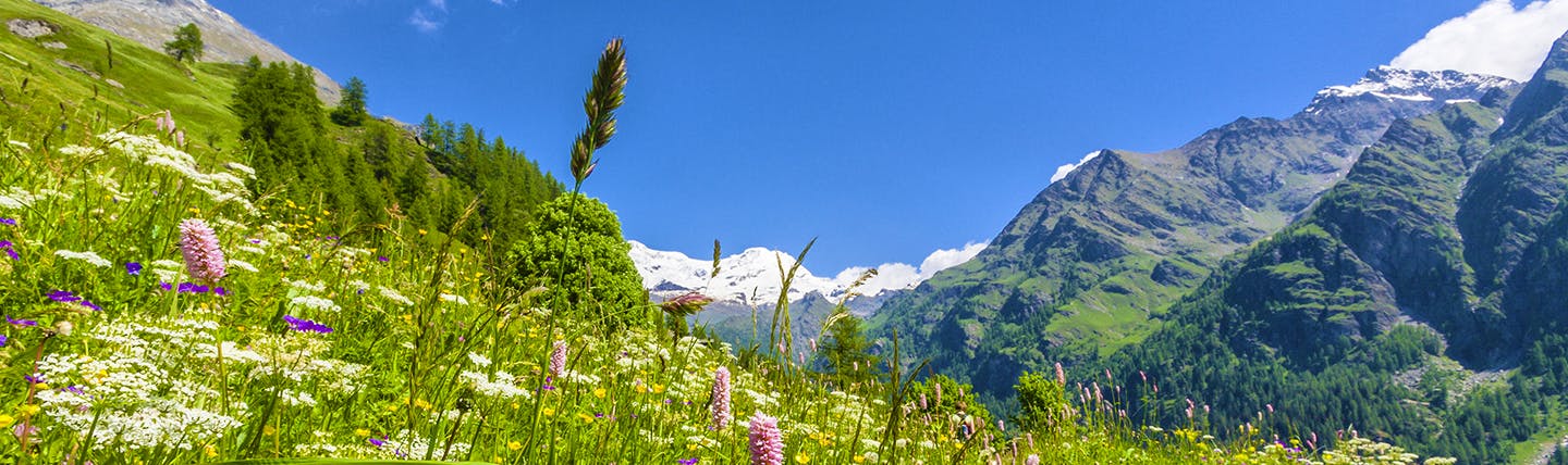 Mountain pastures with coloured flowers and grey mountains with bits of snow on top
