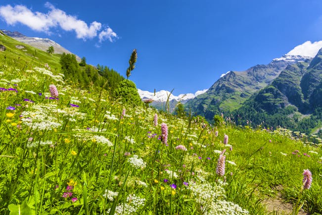 Wild spring flowers of white and pink in fields in the mountainous Aosta Valley in the Italian Alps