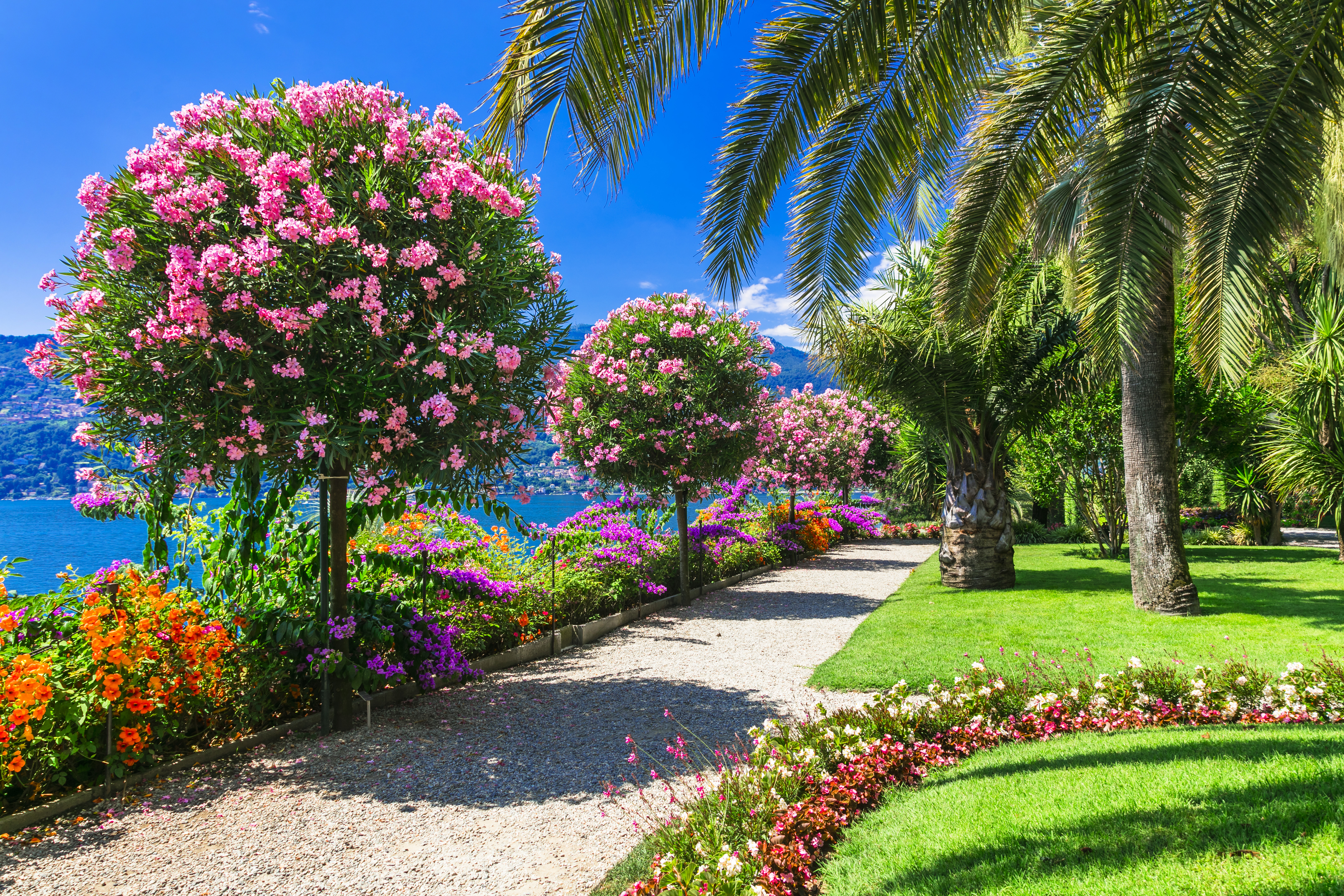 Bright colours of shrubs and plants with palm tree in lakeside gardens on Lake Maggiore