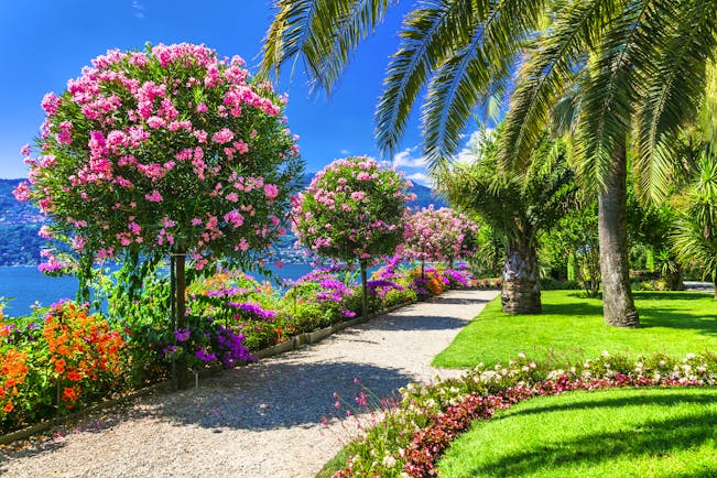 Bright colours of shrubs and plants with palm tree in lakeside gardens on Lake Maggiore