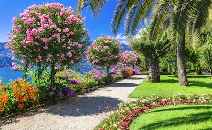 Bright colours of shrubs and plants with palm tree in lakeside gardens on Lake Maggiore