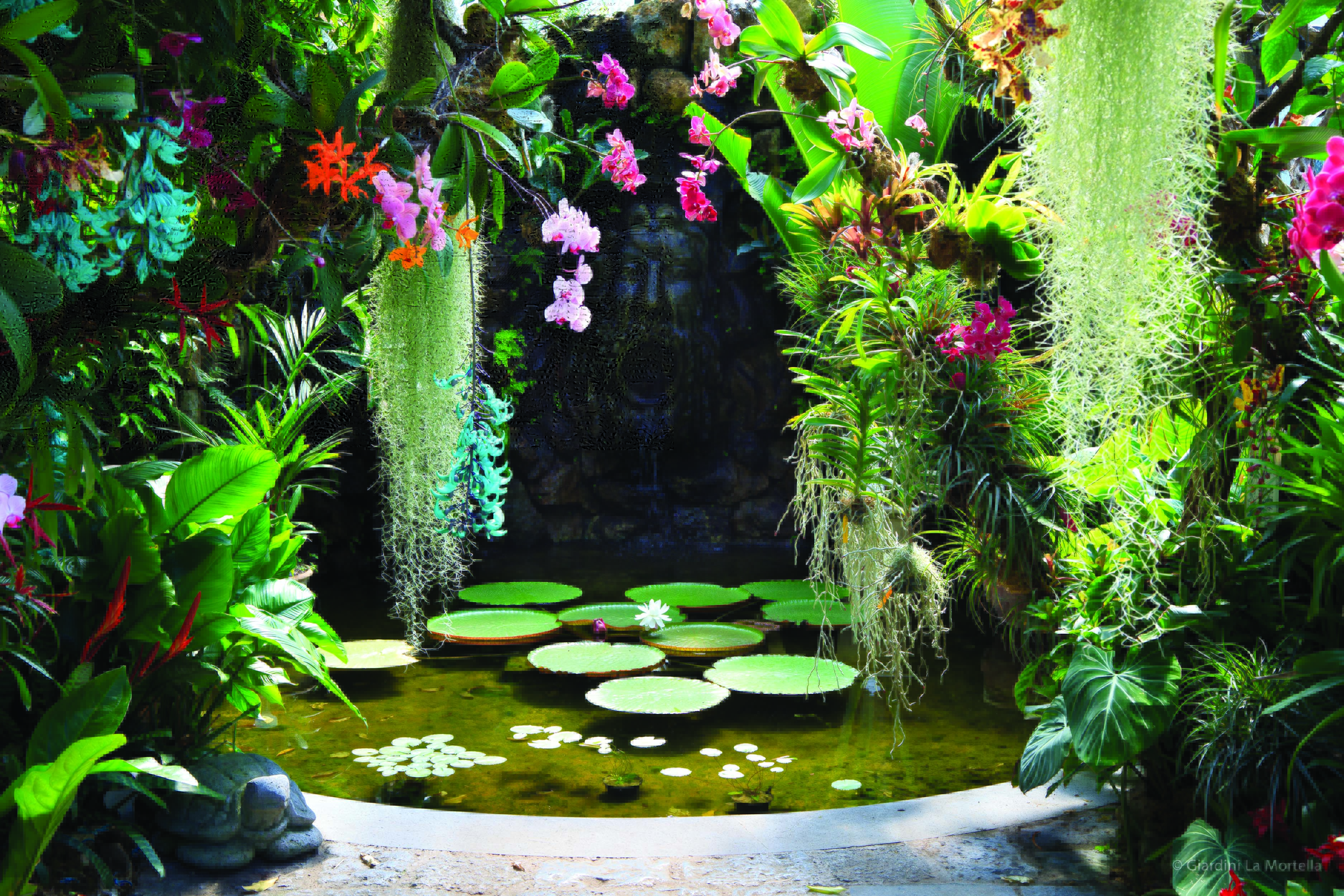 Pond with water lilies surrounded by overhanging green and pink vegetation