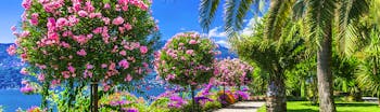 Pink trees and palm trees in garden on Lake Maggiore promenade