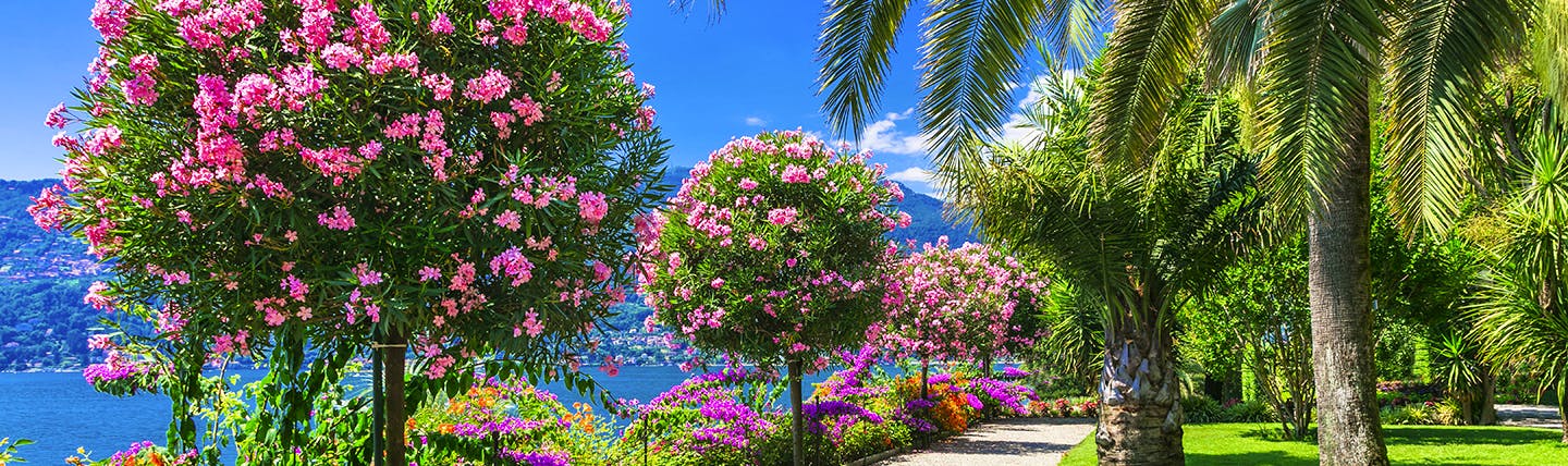 Pink trees and palm trees in garden on Lake Maggiore promenade