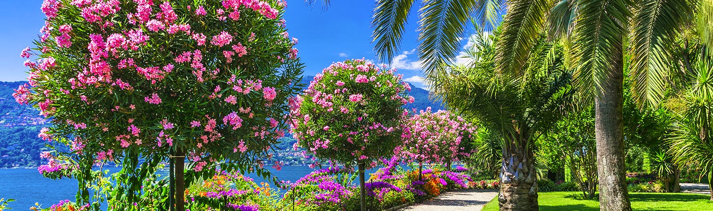 Pink trees and palm trees in garden on Lake Maggiore promenade