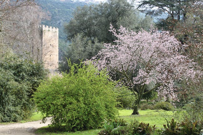 Pink blossom on tree with ruins of a tower in gardens behind