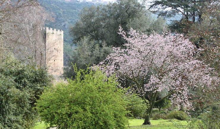 Pink blossom on tree with ruins of a tower in gardens behind