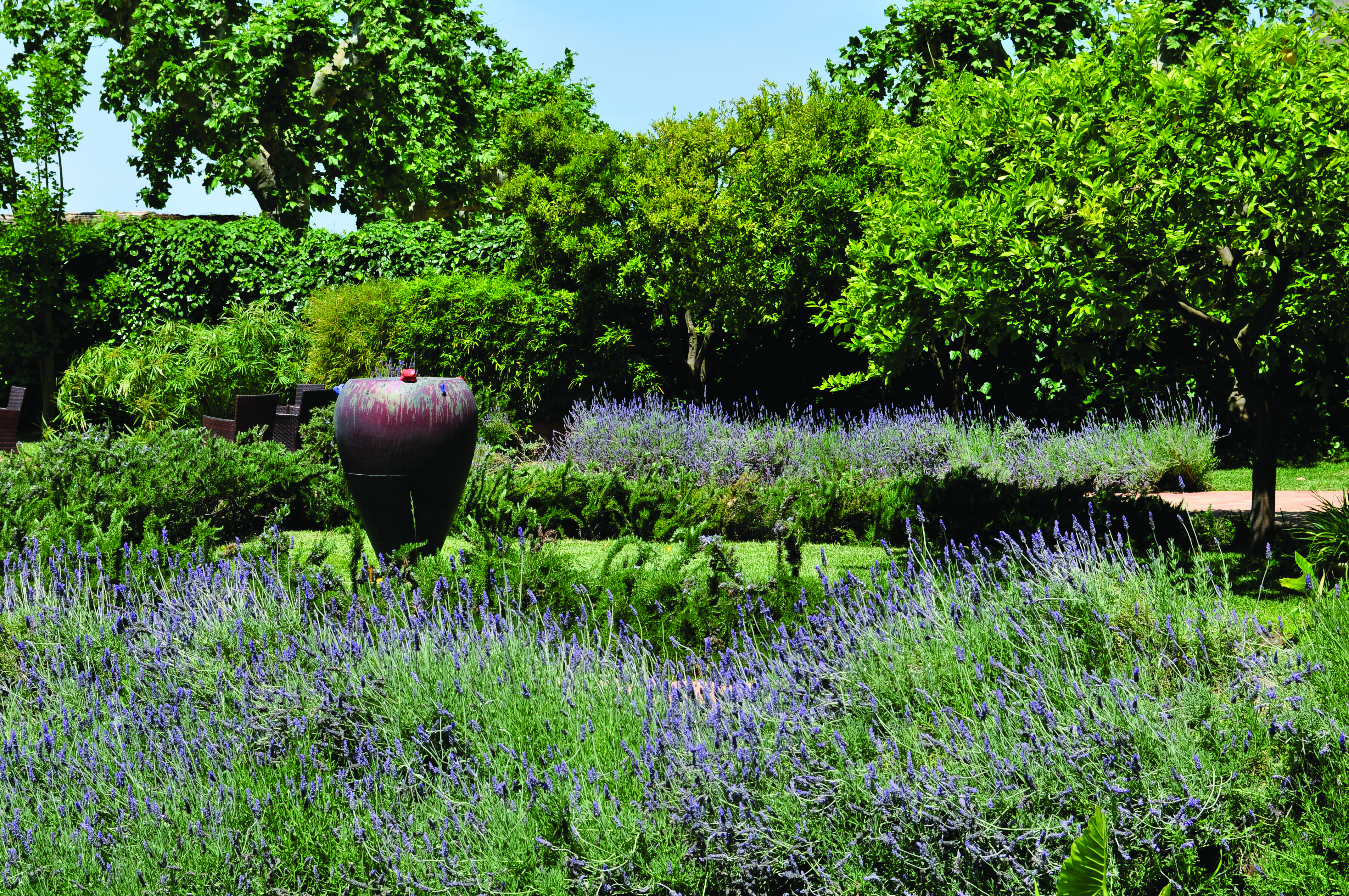 Purple and green lavender in borders with stone vase and trees