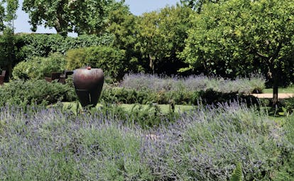 Purple and green lavender in borders with stone vase and trees