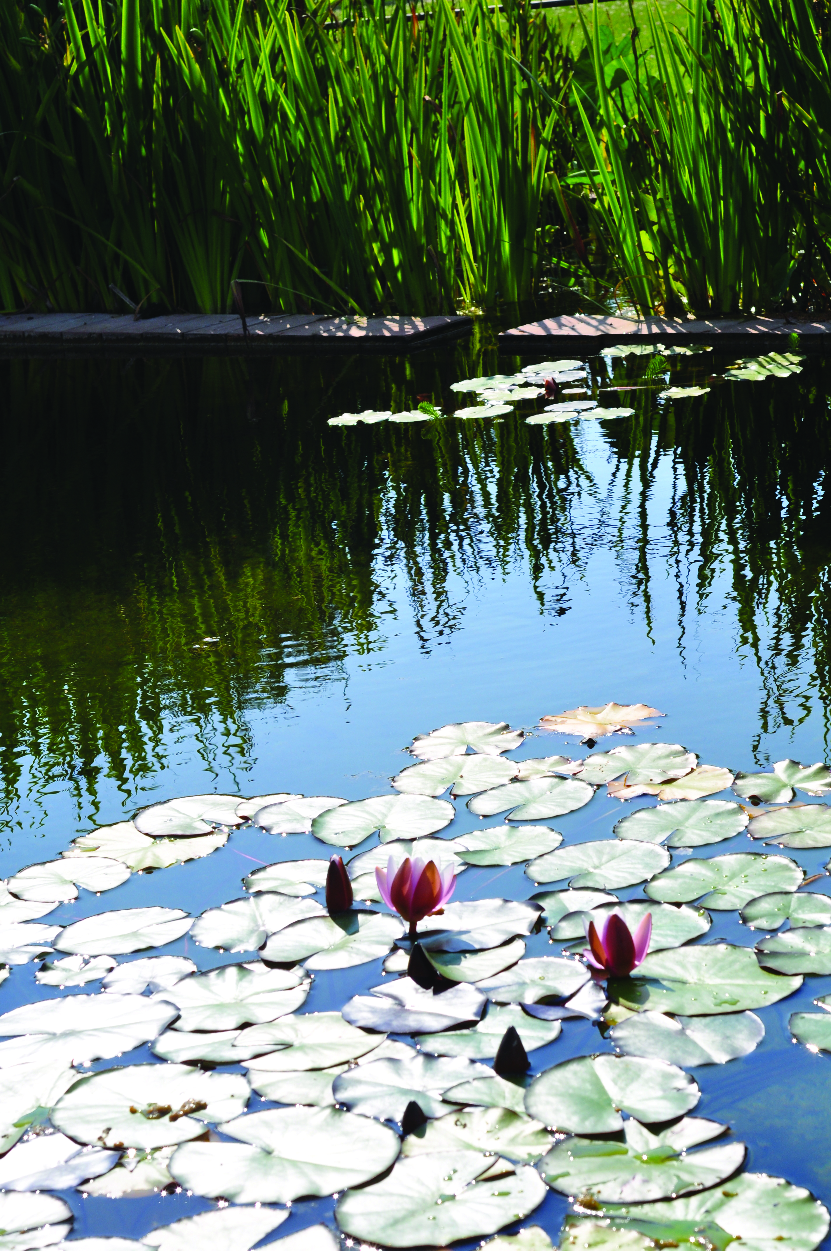 Flat leaves of water lilies on top of pond with pink flowers