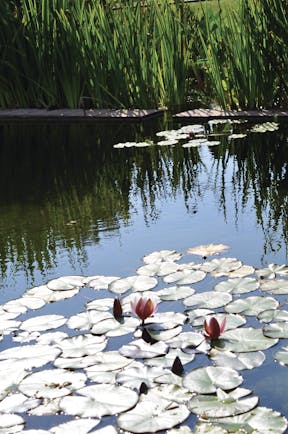Flat leaves of water lilies on top of pond with pink flowers