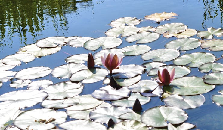 Flat leaves of water lilies on top of pond with pink flowers