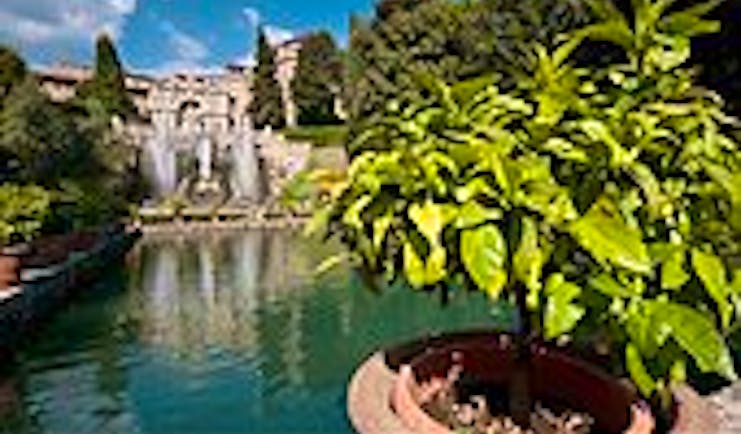 Tree in terracotta pot by water with fountains and stone work behind at the Villa d'Este Tivoli