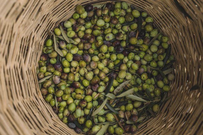 Basket full of green and black Italian olives