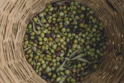Basket full of green and black Italian olives
