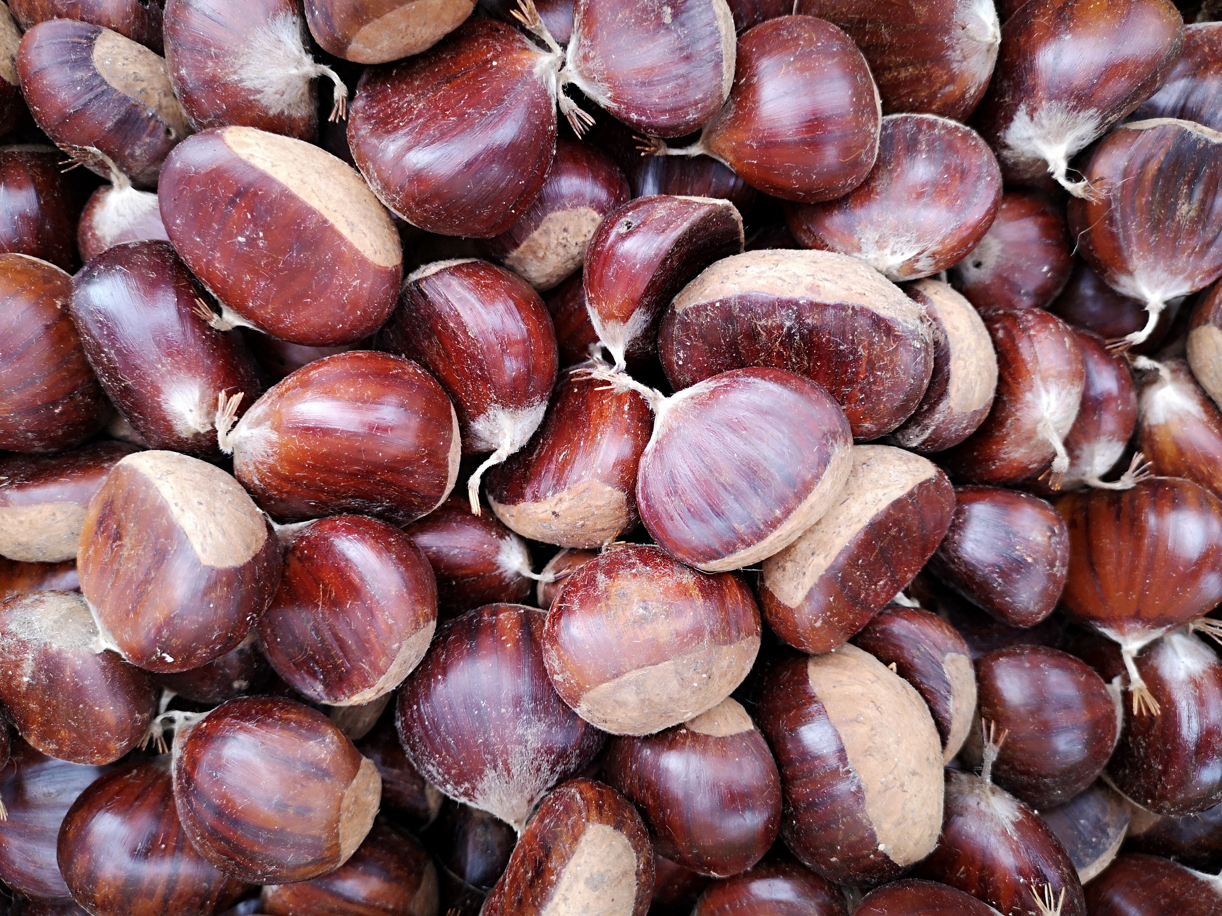 A mound of Italian chestnuts of all shapes and sizes
