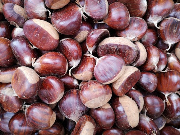 A mound of Italian chestnuts of all shapes and sizes