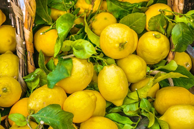 Basket of many lemons with green lemon leaves in between
