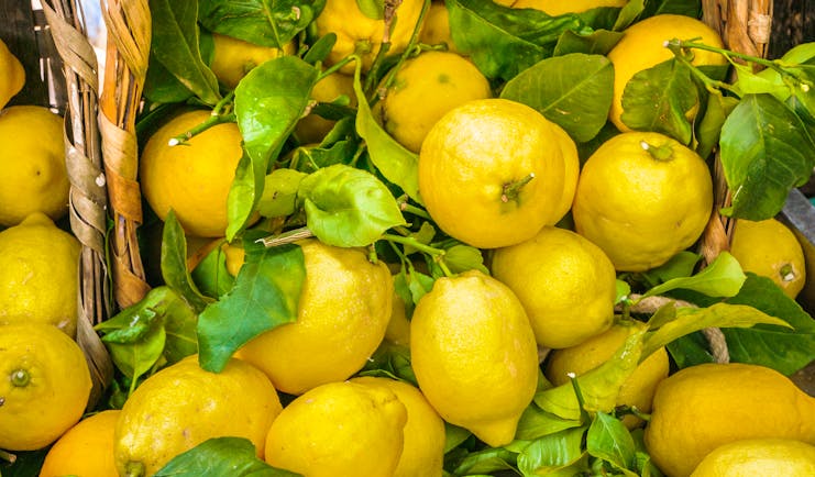 Basket of many lemons with green lemon leaves in between