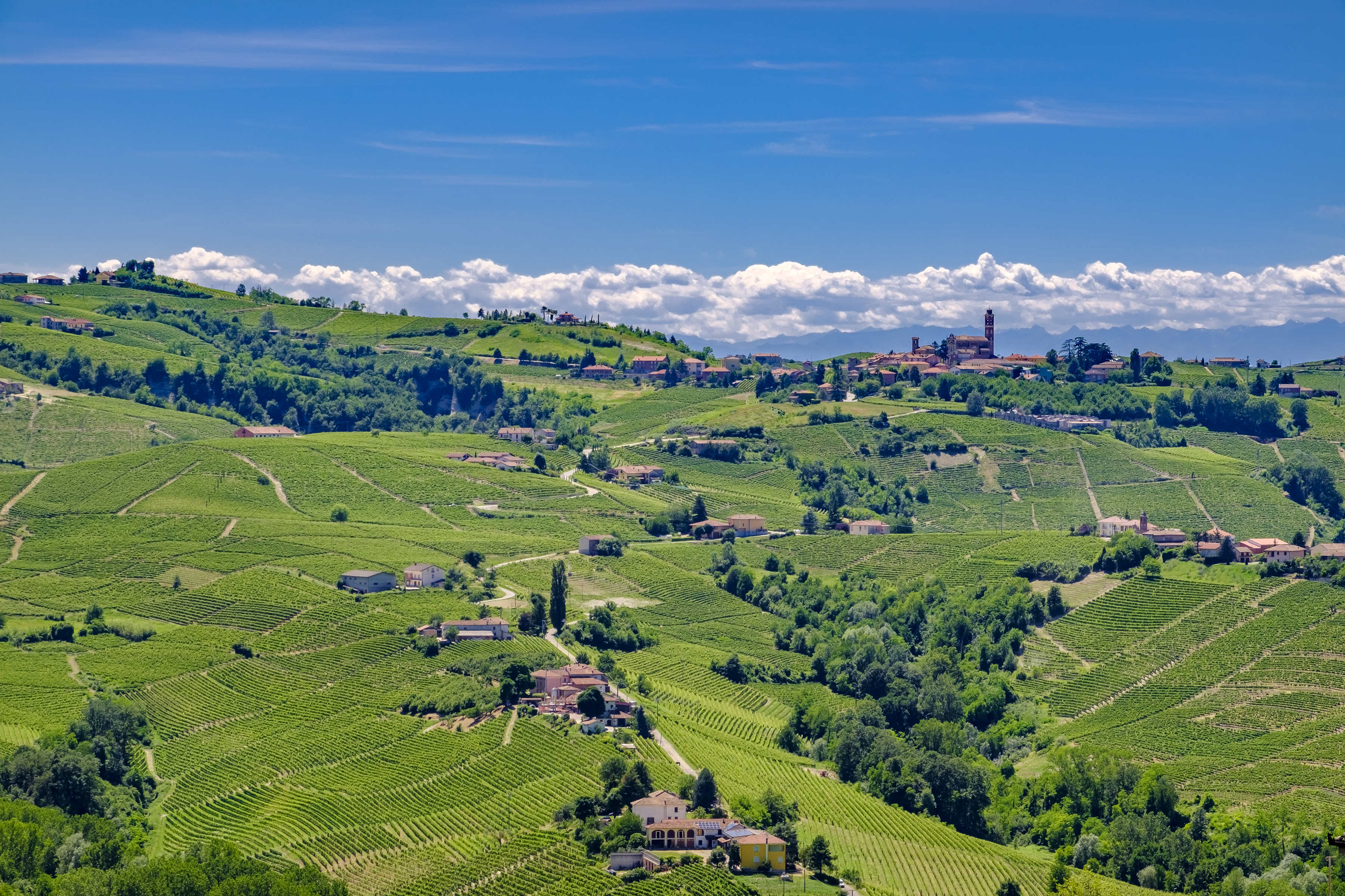 Landscape of patchwork of green vineyards of Barolo in Piemonte
